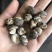 迷你小花菇1.3公分超小珍珠香菇干货剪脚小冬菇蘑菇一斤