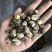 迷你小花菇1.3公分超小珍珠香菇干货剪脚小冬菇蘑菇一斤