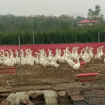 散养大白鹅想吃的下单