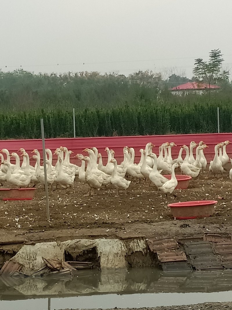 散养大白鹅想吃的下单