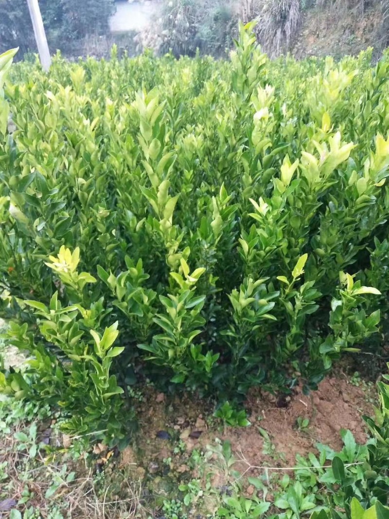 碰柑苗碰柑橘苗，无籽有籽