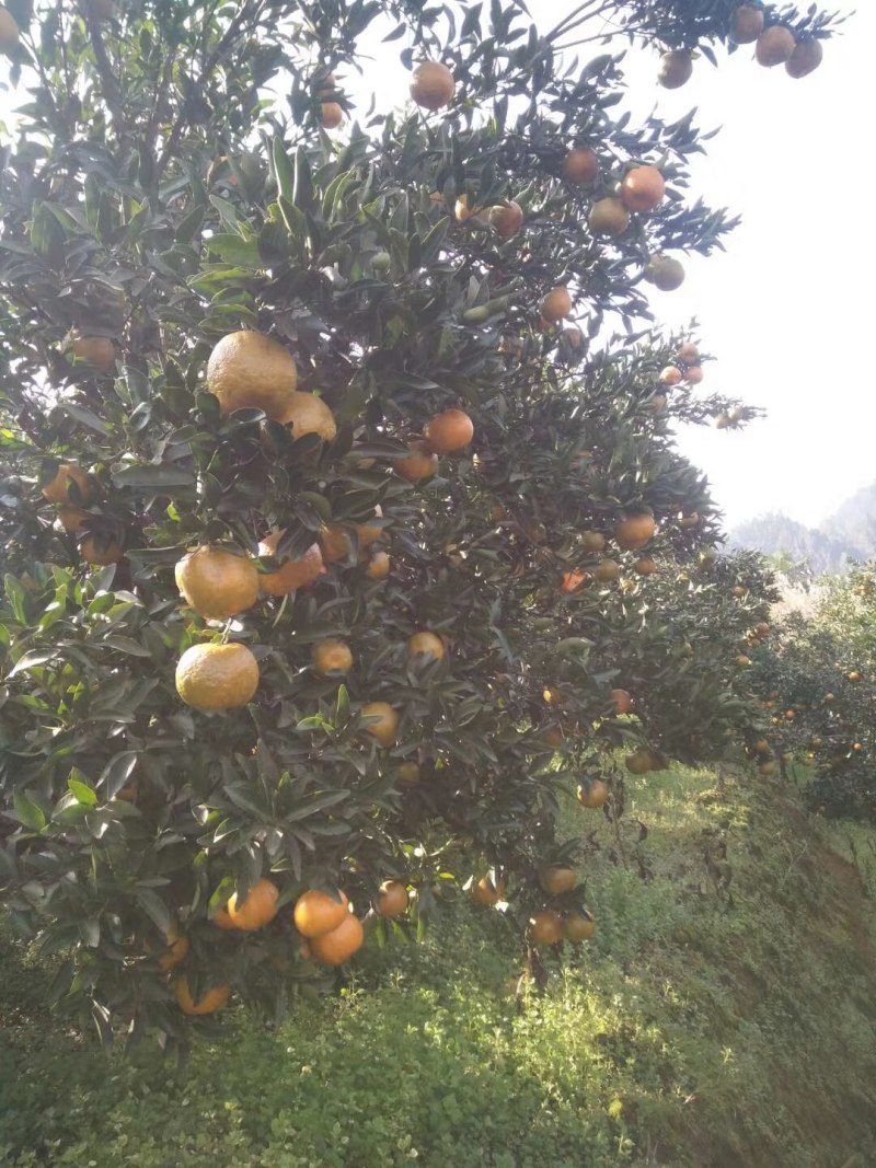 碰柑苗碰柑橘苗，无籽有籽