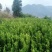 碰柑苗碰柑橘苗，无籽有籽