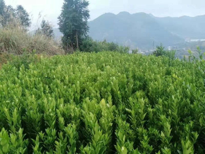 碰柑苗碰柑橘苗，无籽有籽