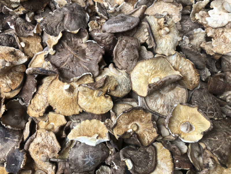 香菇大片大杯菇香菇干货食品厂馅料加工批发商产地批发