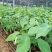 凤梨释迦果苗南方种植带土营养杯苗凤梨释迦树苗