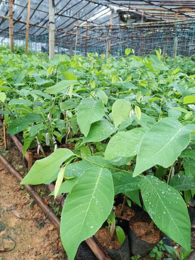 凤梨释迦果苗南方种植带土营养杯苗凤梨释迦树苗