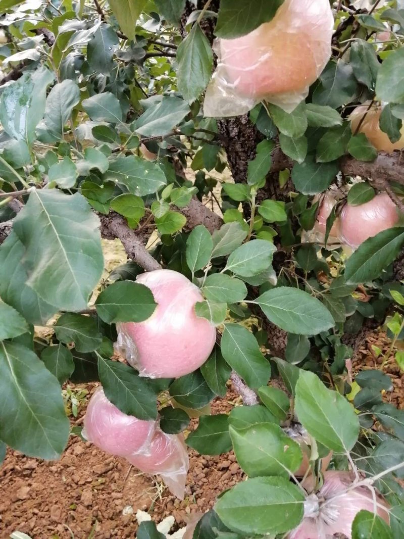 红富士苹果大量上市，口感脆甜多汁，货量充足。