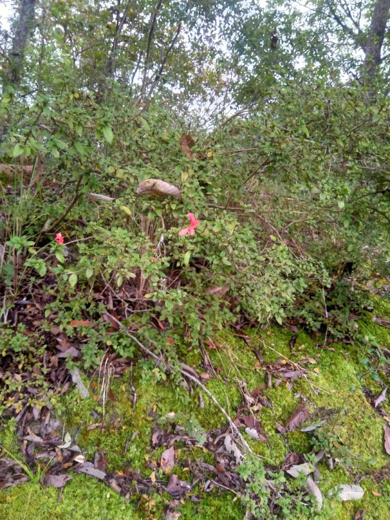 四川巴山，下山映山红国旗老桩。适应各地庭院緑植盆景栽培。