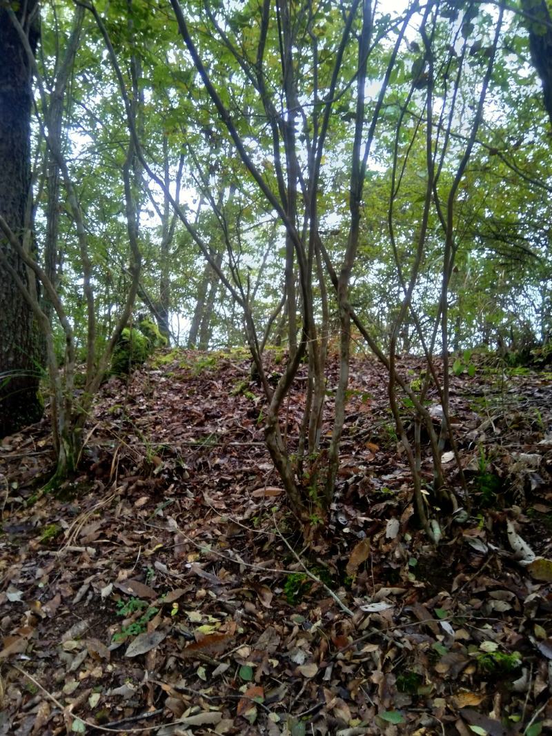四川巴山，下山映山红国旗老桩。适应各地庭院緑植盆景栽培。