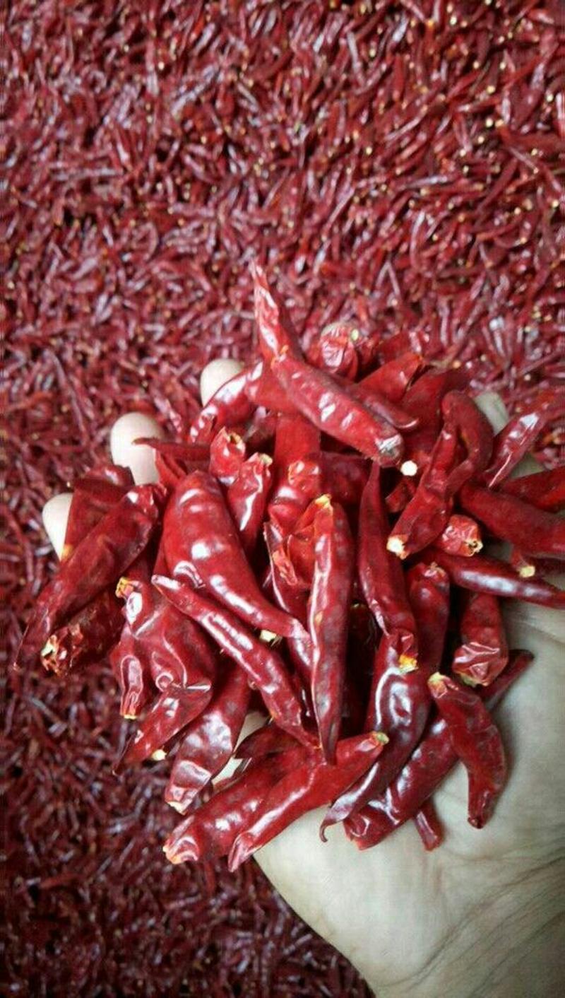 金乡干辣椒大量供应代收代存代发各地市场