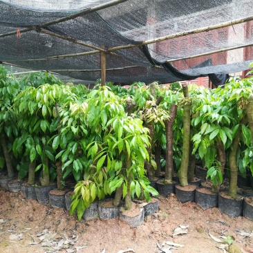 广西灵山县高压枝荔枝苗