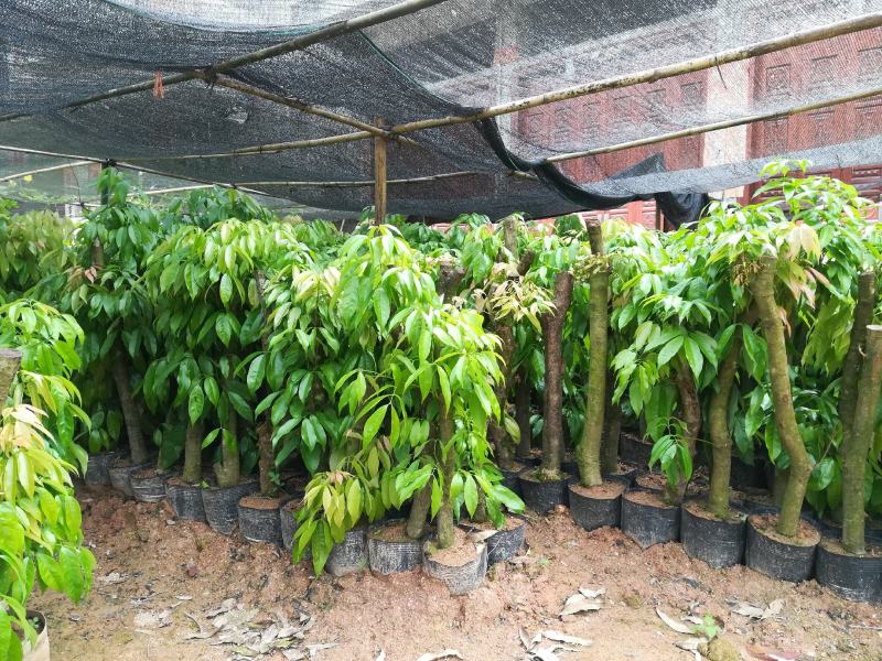 广西灵山县高压枝荔枝苗