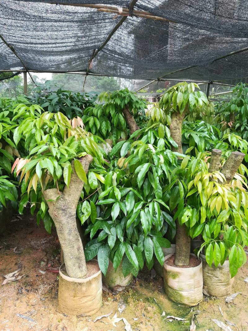 广西灵山县高压枝荔枝苗