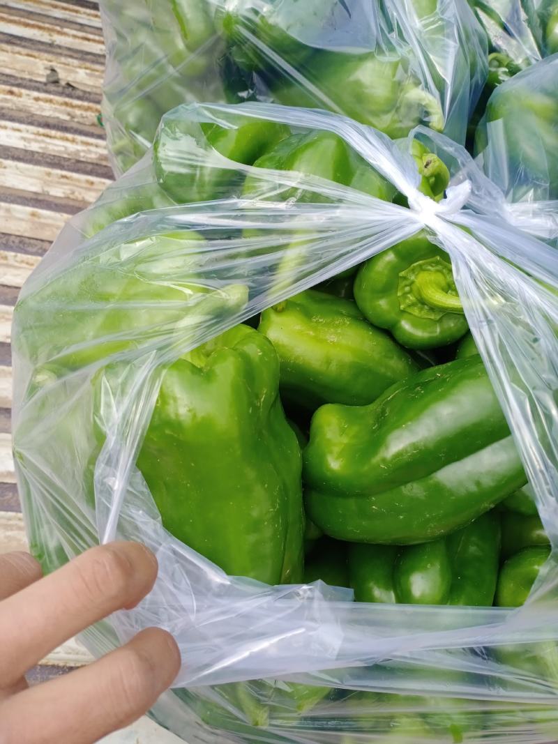 太空椒，圆椒，青椒，适合各大超市，市场，走货量很好