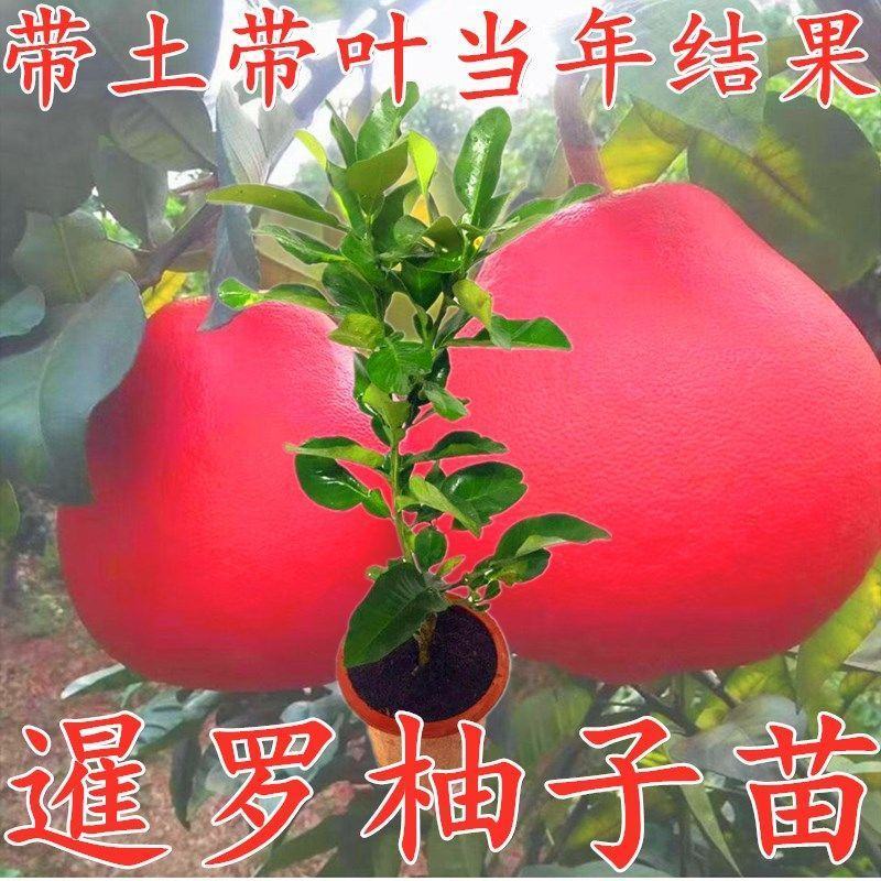 柚子树苗新品种暹罗柚子苗品种保证庭院阳台可盆栽种植包邮