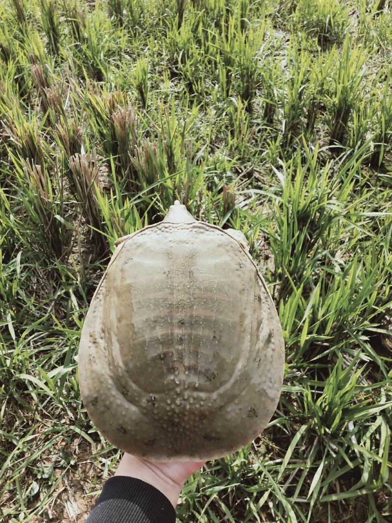 原生态甲鱼养殖产业基地代售