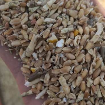 常年供应碎玉米碎小麦下脚料豆泊小料适合各种鸡鸭牛羊鹅喂养