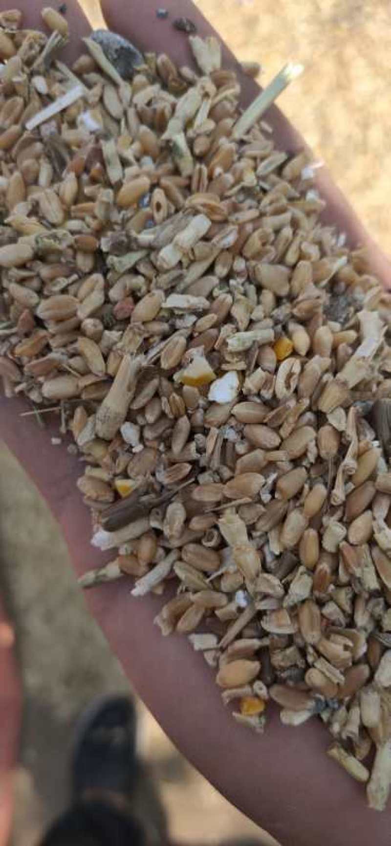 常年供应碎玉米碎小麦下脚料豆泊小料适合各种鸡鸭牛羊鹅喂养