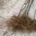 【瑞普丽苹果苗】早熟苹果苗品种6月份成熟的苹果品种脆甜