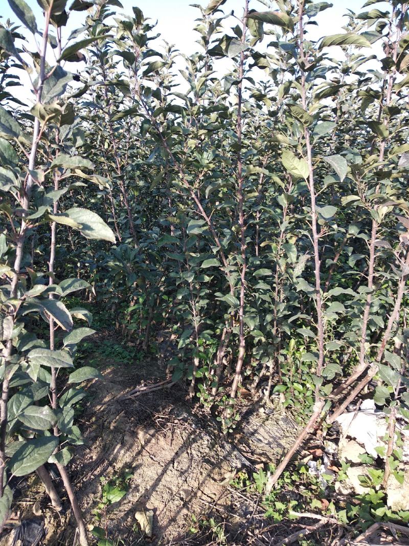 【瑞普丽苹果苗】早熟苹果苗品种6月份成熟的苹果品种脆甜