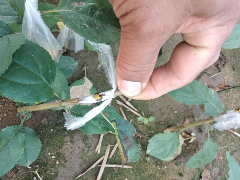 【苹果苗】秦脆苹果苗阳历9月份成熟的苹果品种包技术指导