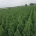 河南侩柏落地冠精品河南侩柏冠大枝条密