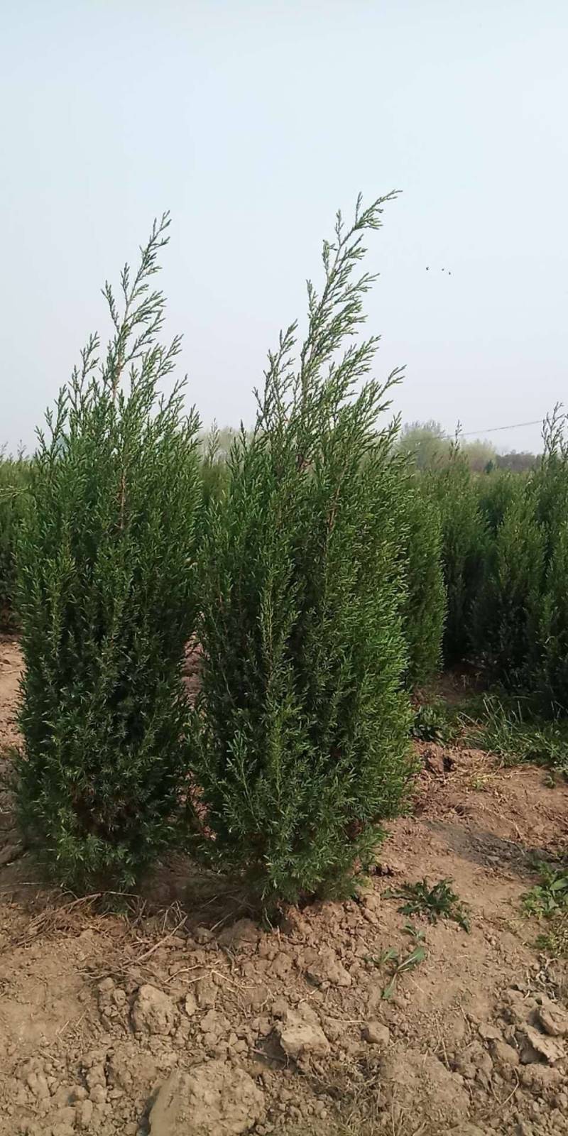 河南侩柏落地冠精品河南侩柏冠大枝条密