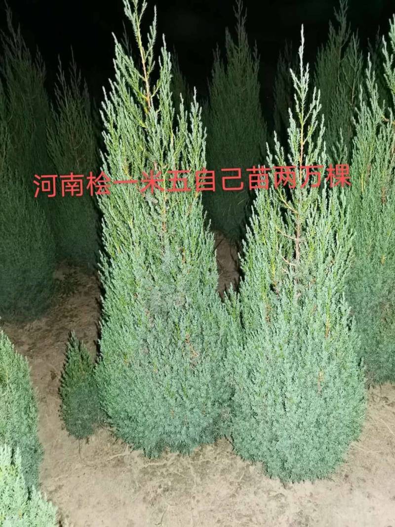 河南侩柏落地冠精品河南侩柏冠大枝条密