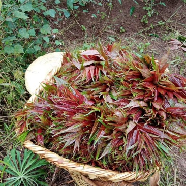 云南弥勒市露天香椿牙大量供应