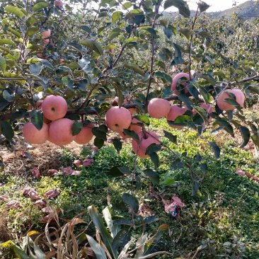 蒙阴县高都镇红富士苹果