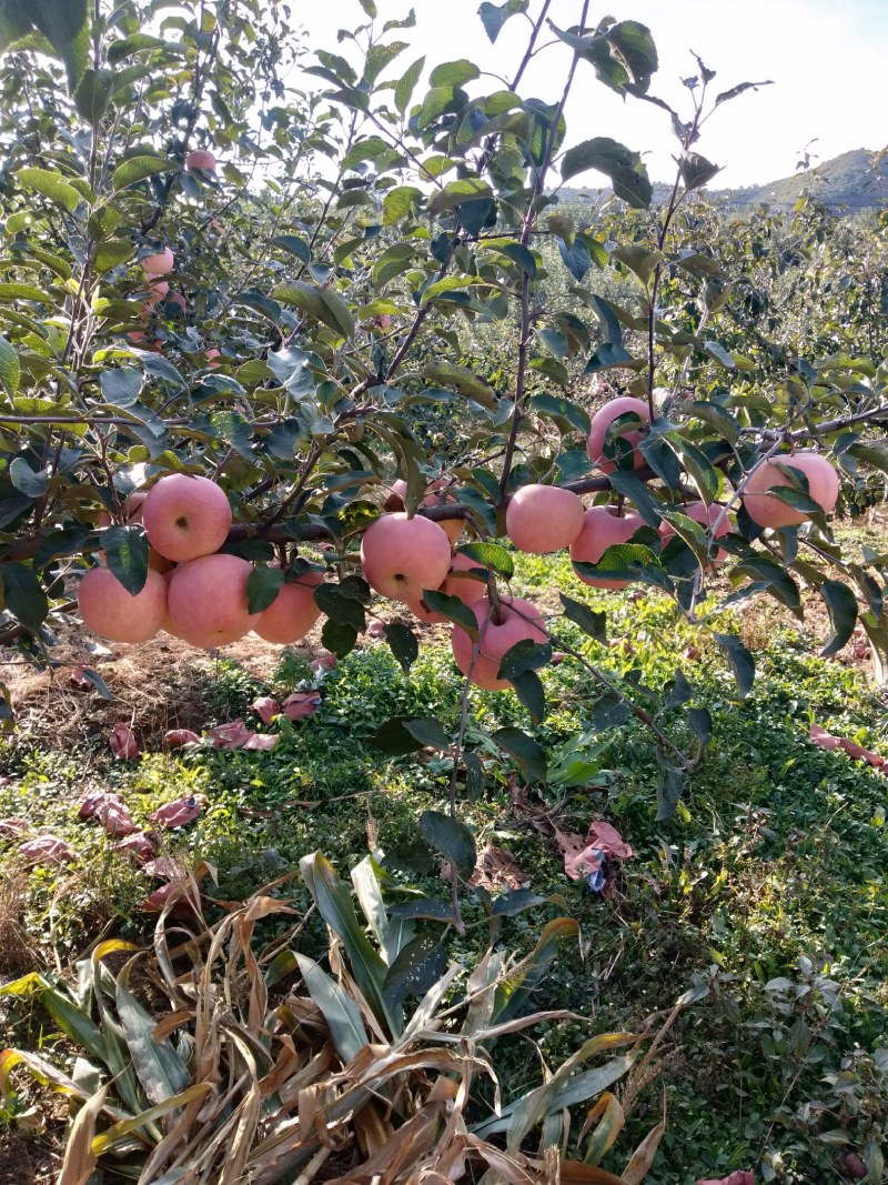 蒙阴县高都镇红富士苹果