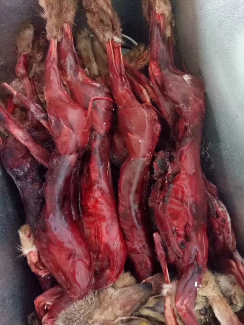 杂交野兔家兔，兔肉，