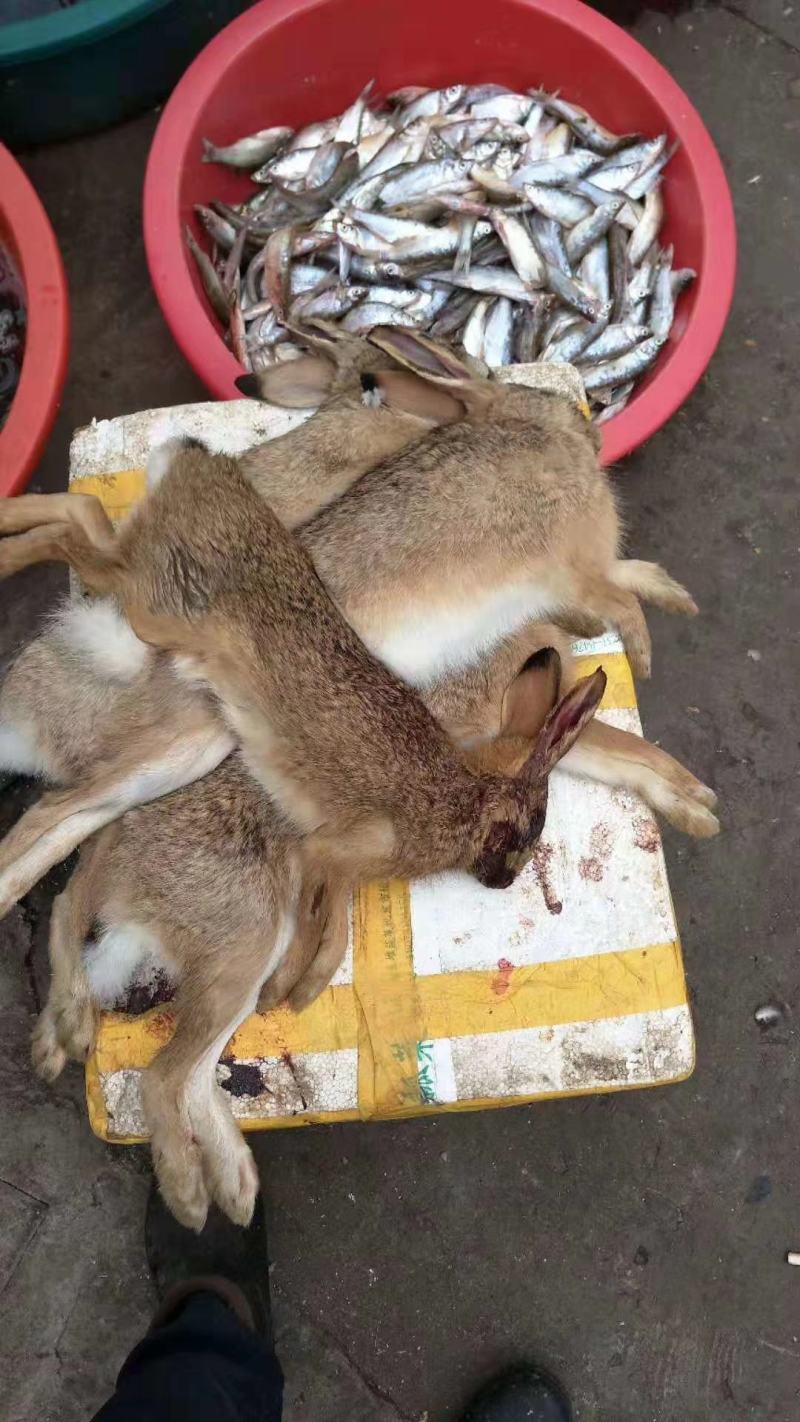 杂交野兔家兔，兔肉，