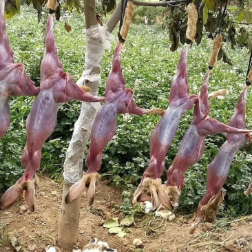 杂交野兔家兔，兔肉，
