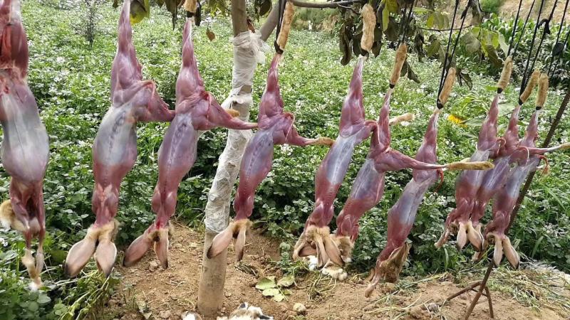 杂交野兔家兔，兔肉，