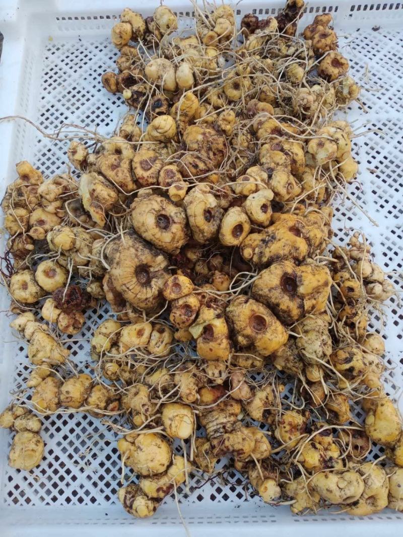 野生黄精，山里纯野生，没农药化肥