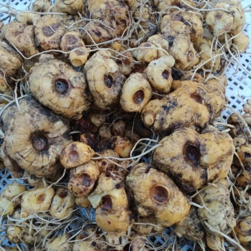 野生黄精，山里纯野生，没农药化肥