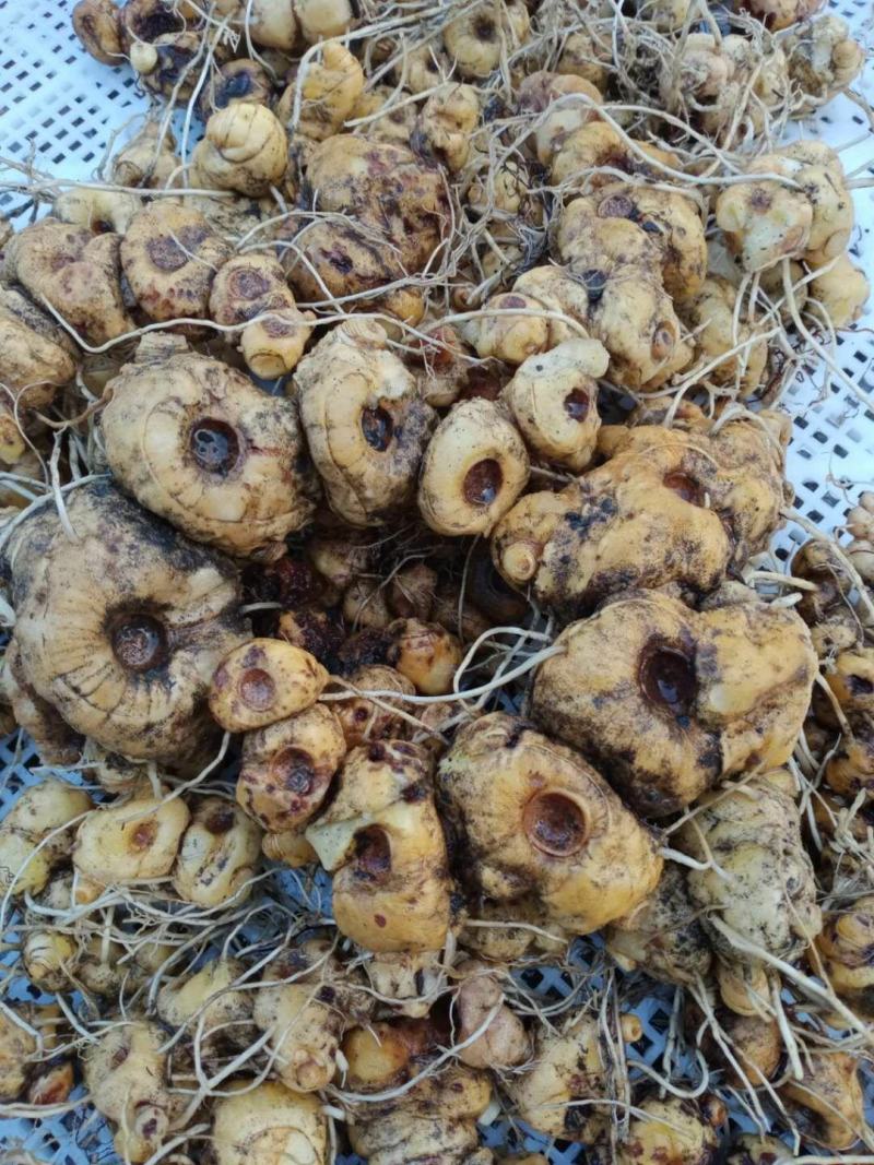 野生黄精，山里纯野生，没农药化肥