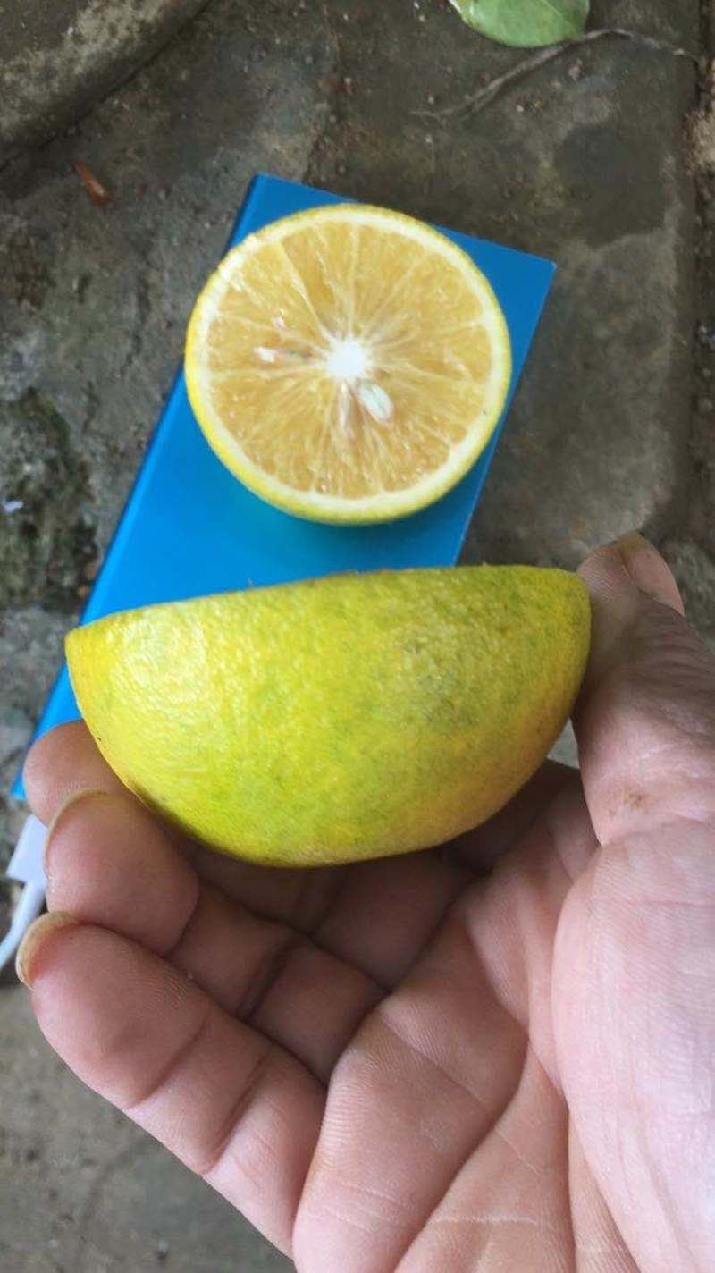 白心橙红江橙大量有货