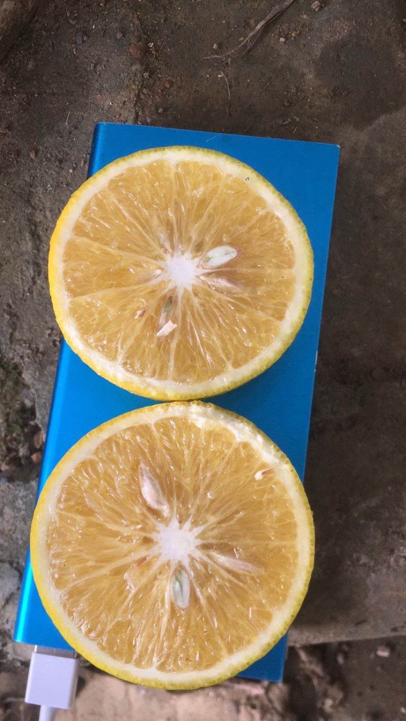 白心橙红江橙大量有货