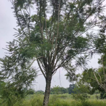 20公分蓝花楹漳州蓝花楹种植基地批发价格重庆蓝花楹