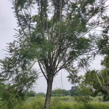 20公分蓝花楹漳州蓝花楹种植基地批发价格重庆蓝花楹