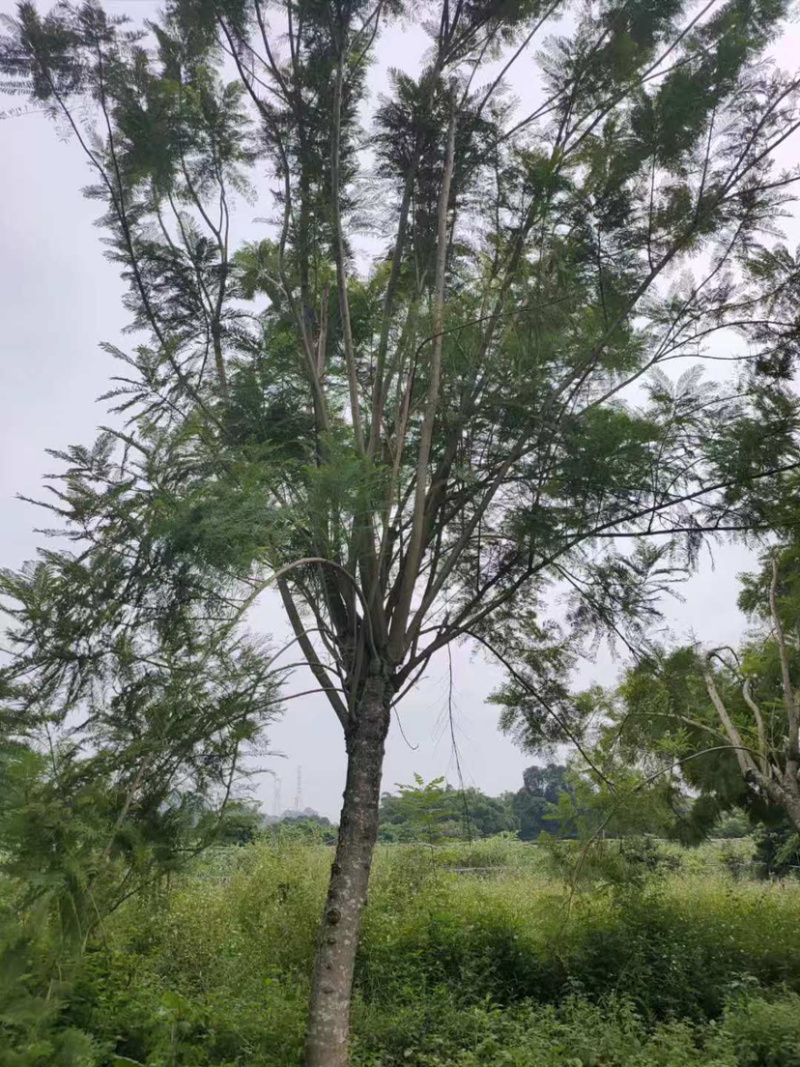 20公分蓝花楹漳州蓝花楹种植基地批发价格重庆蓝花楹