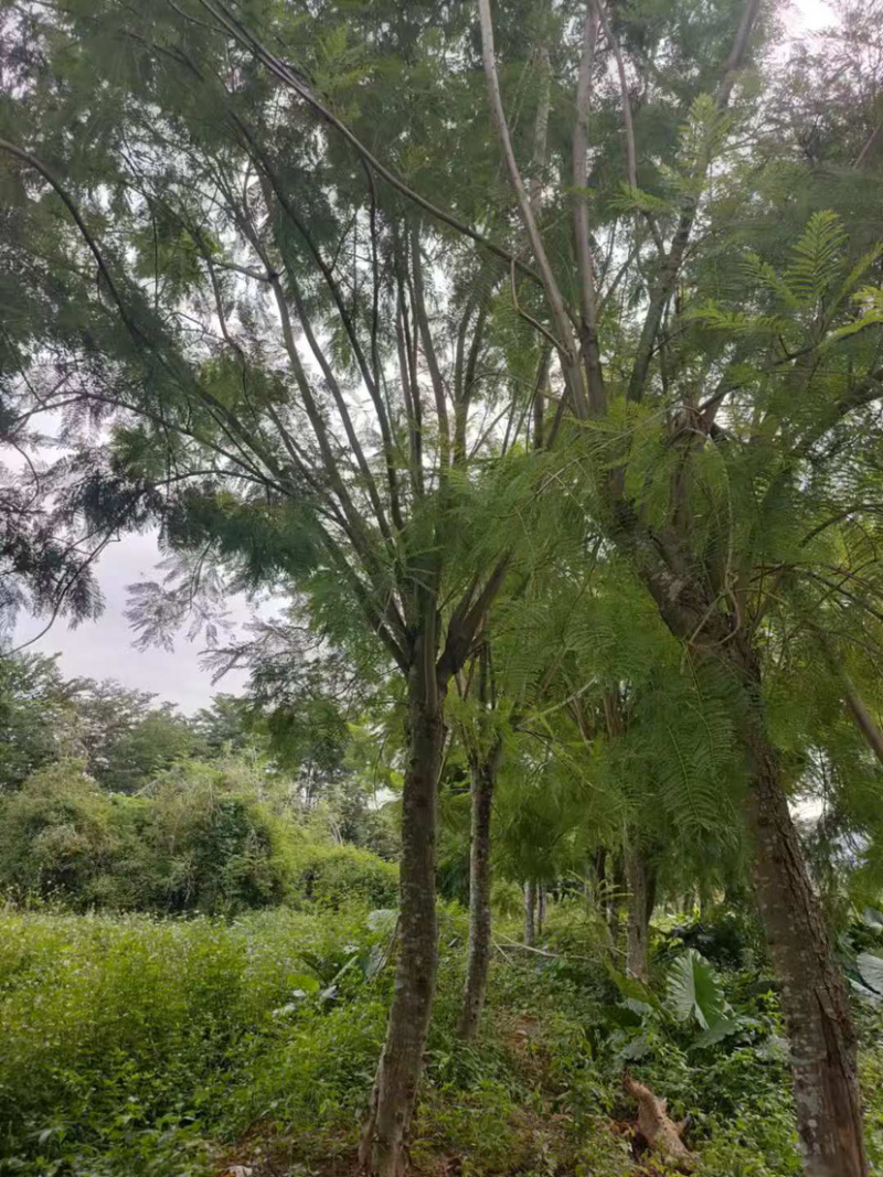 20公分蓝花楹漳州蓝花楹种植基地批发价格重庆蓝花楹