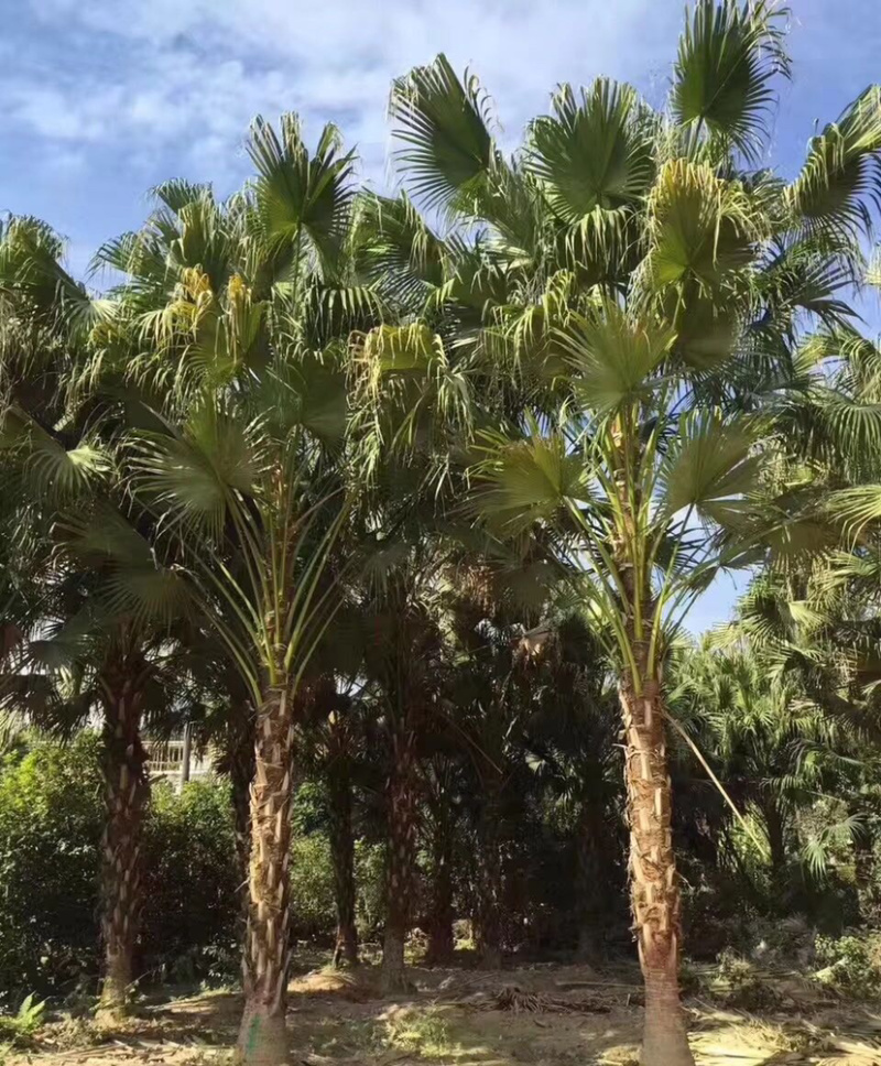 2米高蒲葵价格便宜漳州蒲葵种植基地大量现货直销批发
