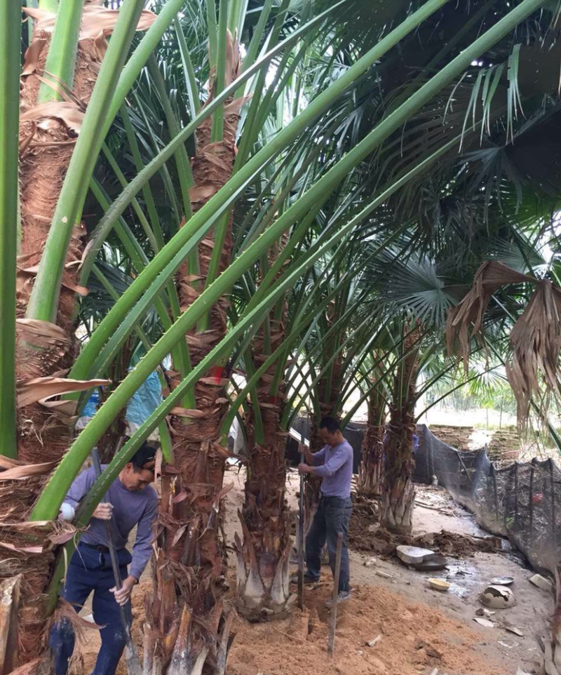 2米高蒲葵价格便宜漳州蒲葵种植基地大量现货直销批发