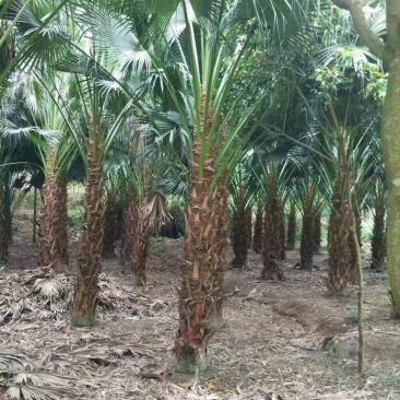 2米高蒲葵价格便宜漳州蒲葵种植基地大量现货直销批发