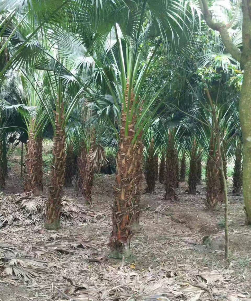 2米高蒲葵价格便宜漳州蒲葵种植基地大量现货直销批发