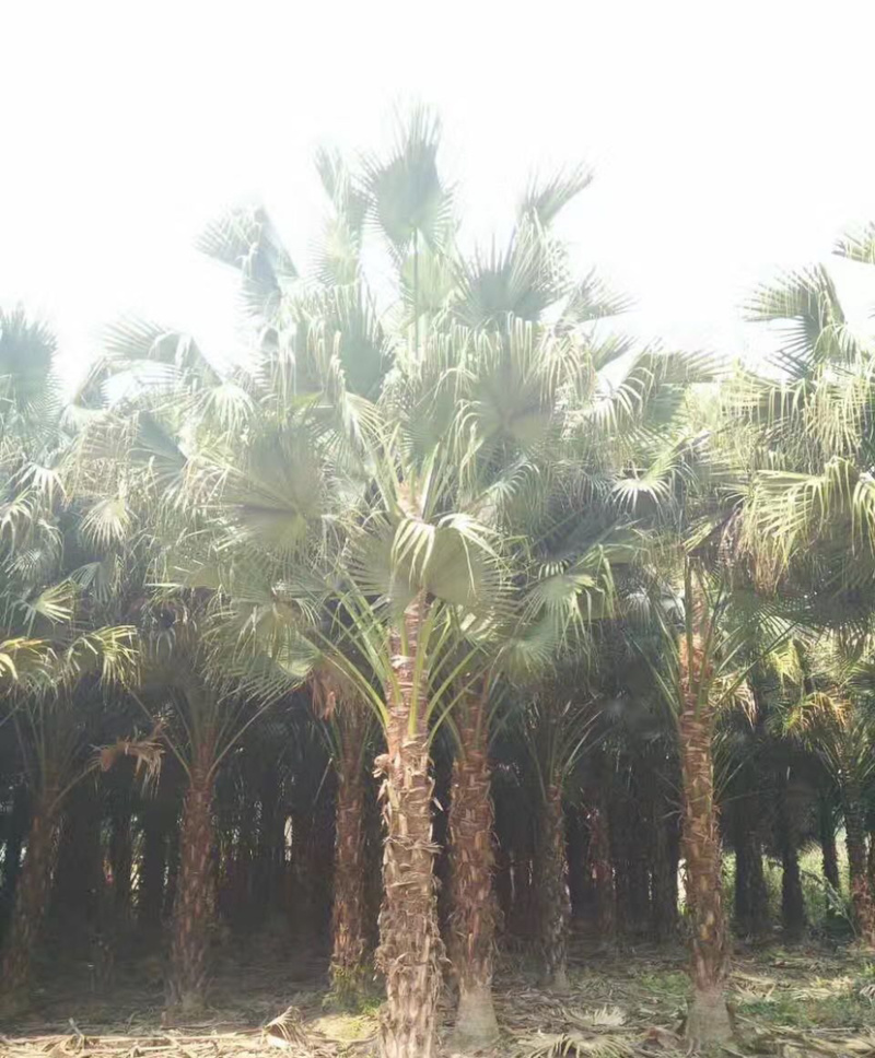 2米高蒲葵价格便宜漳州蒲葵种植基地大量现货直销批发